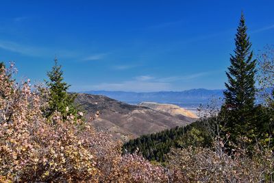 Scenic view of landscape against blue sky