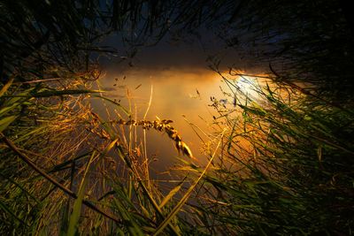 Plants growing on land against sky during sunset