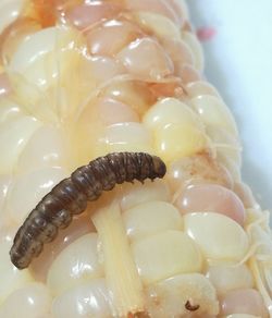 Close-up of ice cream in plate