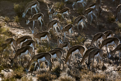 Herd of springbok grazing in backlit in kgalagari transfrontier park, south africa 
