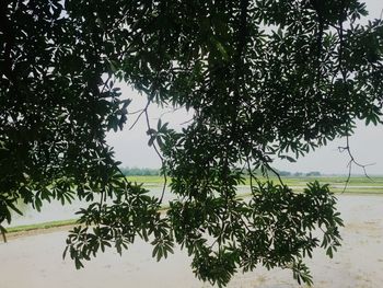 Trees growing on field