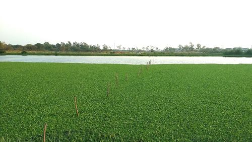 Scenic view of field against clear sky