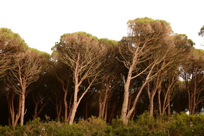 Trees on field against clear sky