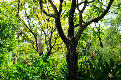 Bird in forest