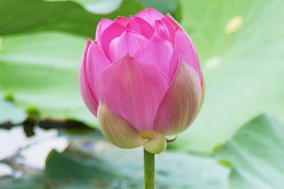 Close-up of pink lotus water lily in pond