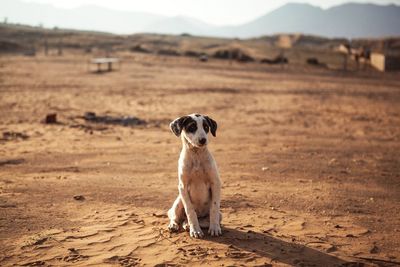 Portrait of dog on field