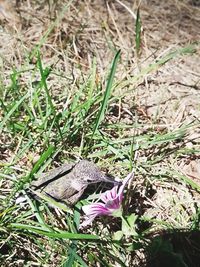 High angle view of butterfly on grassy field