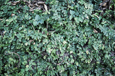 Full frame shot of ivy growing on field