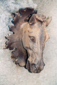 High angle view of a horse