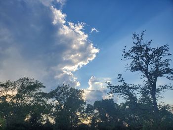 Low angle view of trees against sky