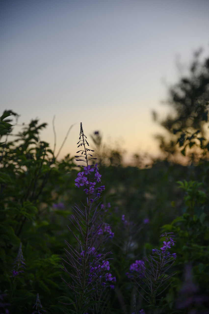 CLOSE-UP OF PURPLE FLOWERING PLANTS ON FIELD