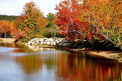 Scenic view of lake by trees during autumn