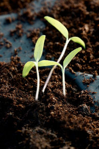 Close-up of seedling growing in tray