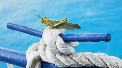 Close-up of geasshopper on rope