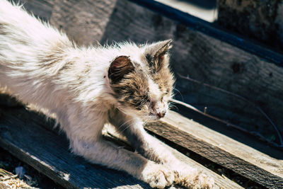 Close-up of a cat