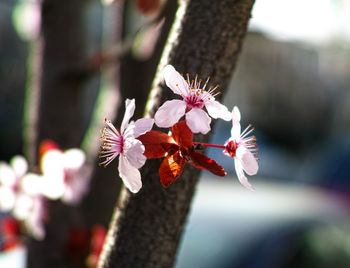 Close-up of flowers against blurred background