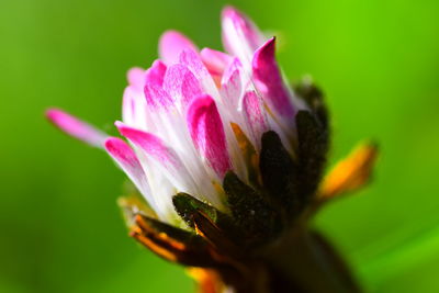 Close-up of pink daisy flower at green background