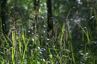 Close-up of fresh green plants in forest