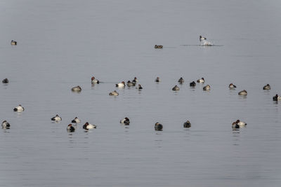 Flock of birds in water