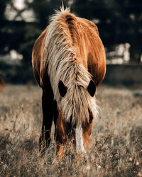 Horse standing on field