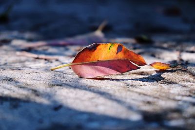 Close-up of dry maple leaf