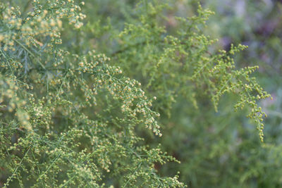 Close-up of fresh green plants