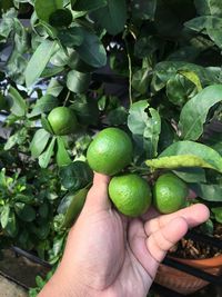 Close-up of hand holding lime lemon growing on tree