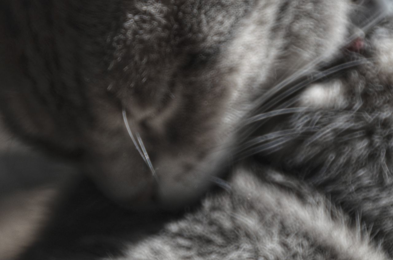 mammal, pets, animal themes, one animal, domestic, domestic animals, animal, vertebrate, close-up, domestic cat, sleeping, cat, relaxation, animal body part, feline, no people, selective focus, eyes closed, indoors, animal hair, animal head, whisker, napping