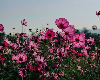 Close-up of pink cosmos flowers on field against sky