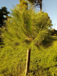 Trees growing on field against sky