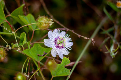 Close-up of purple flowering plant