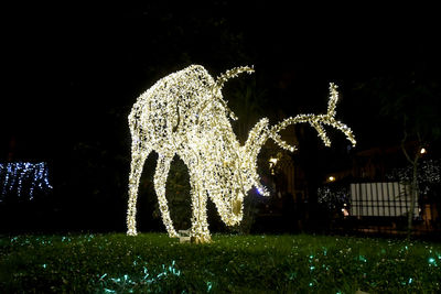 Illuminated christmas tree at night