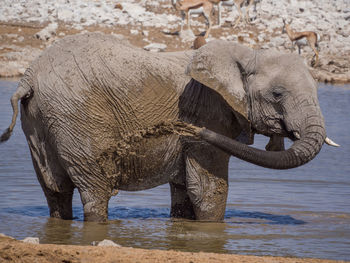 African elephant spraying himself with water, etosha national park, namibia