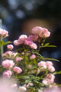 Close-up of pink flowers blooming outdoors