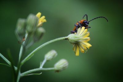 Close-up of bee pollinating on flower