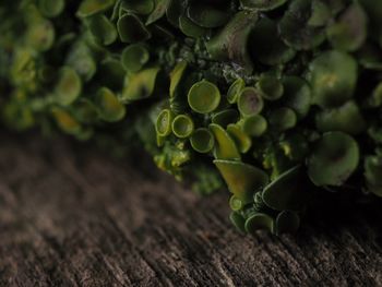 Close-up of vegetables on table