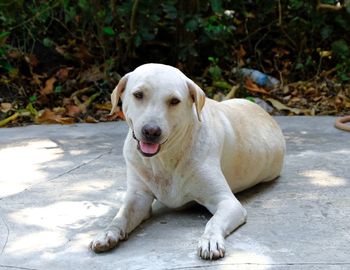 Portrait of dog relaxing outdoors