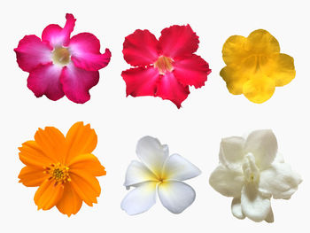 Close-up of flowering plants against white background