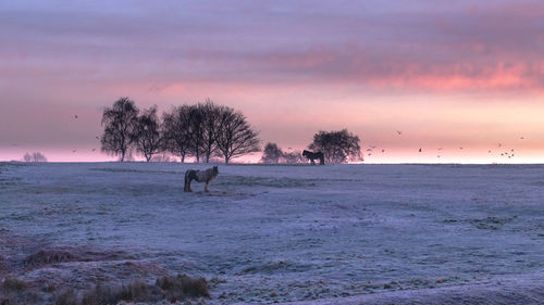 Horses on a frosy field with birds flying early in the moring