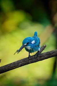 Alcedo coerulescens or the small blue kingfisher, a beautiful bird is perched