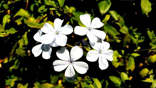 Close-up of white flowers blooming in garden