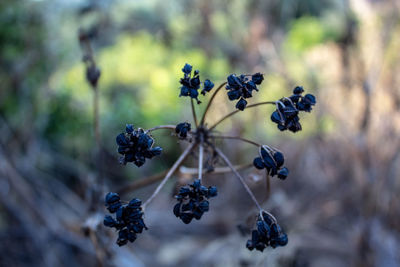 Close-up of berries on plant