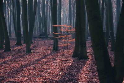 Trees in forest during autumn