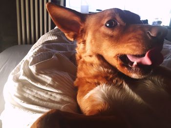 Close-up portrait of dog at home