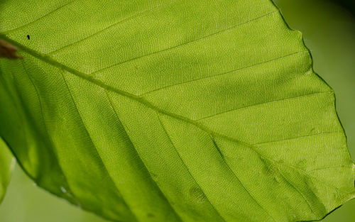 Close-up of green leaves