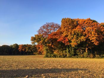 Scenic view of field against clear sky