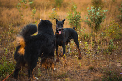 View of two dogs on field