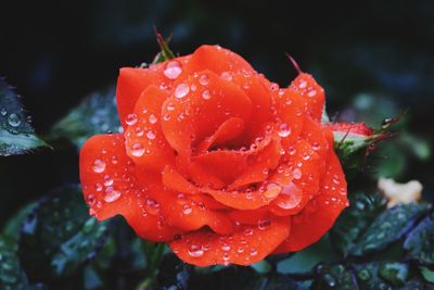 Close-up of wet red rose