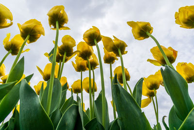 Low angle view of yellow flowers against sky