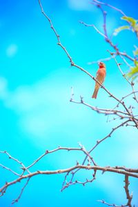 Low angle view of bird perching on branch against blue sky